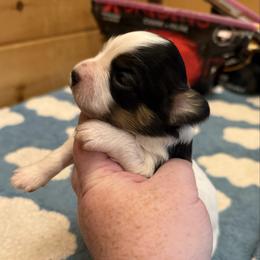 Girl 2 AKC - White black and tan female Papillon puppy in Blue Ridge, Georgia from Butterfly Ridge