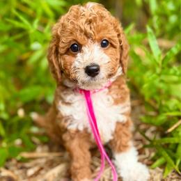 TOY Sandy - Red  female Goldendoodle puppy in North Port, Florida from Paradise Coast Doodles