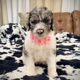 Star - Merle female Goldendoodle puppy in Ponchatoula, Louisiana from Real Life Furrytales