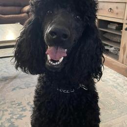 Poodles from Mango Doodles