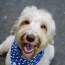 Demi - Australian Labradoodle