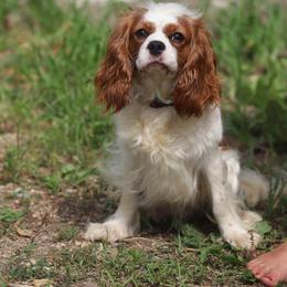 Prim - Cavalier King Charles Spaniel