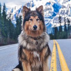 Archer - Native American Indian Dog