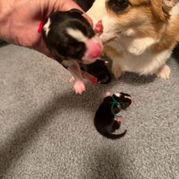 Red - Black and tan male Pembroke Welsh Corgi puppy in Wheatland, California from Emerald Corgis