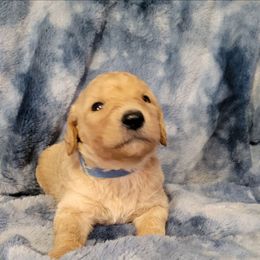 Boy 4 dk blue - Apricot male Goldendoodle puppy in Blountsville, Alabama from Southern Charm Goldendoodles