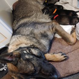 German Shepherd Puppies from Rose Valley German Shepherds