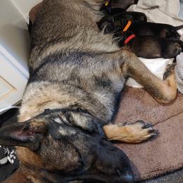 German Shepherd Puppies from Rose Valley German Shepherds