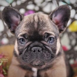 French Bulldog Puppies from Bullish Pride