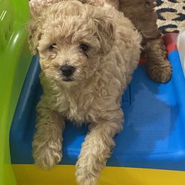 Maltipoo Puppies from Third Coast Maltipoos