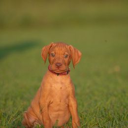 German Shorthaired Pointer and Vizsla Puppies from Nosam Kennels