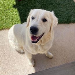 Mollie Mae - Golden Retriever