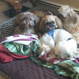 Shih Tzus from Caterina's Shih Tzus
