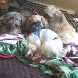 Shih Tzus from Caterina's Shih Tzus
