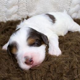 Holly - Merle female Bernedoodle puppy in Bowling Green, Ohio from Windy Creek Doodles