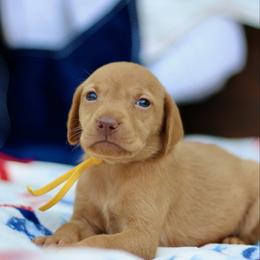 Stars - Golden rust female Vizsla puppy in Bloomington, Indiana from Envizion