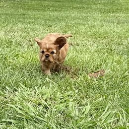 Cavalier King Charles Spaniel Puppies from Reynolds Farms Cavaliers
