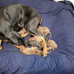 Black all pf litter edit later - Black and rust female Doberman Pinscher puppy in Puyallup, Washington from Aj bostons and Dobermans
