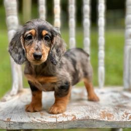 Sadie - Dapple female Dachshund puppy in Mascot, Tennessee from Magnolia Pearl Dachshunds