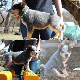 Blaze - Light Green - Blue male Australian Cattle Dog puppy in Colbert, Oklahoma from LoveAHeeler