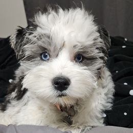 Aussiedoodles, Bernedoodles, Cockapoos, and Schnoodles from Perry's doodles