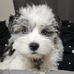 Aussiedoodles, Bernedoodles, Cockapoos, and Schnoodles from Perry's doodles