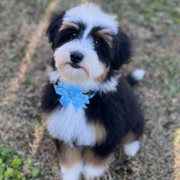 Ellie - Bernedoodle