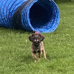 Shihpoos and Shih Tzus from Winona’s Legacy