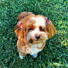 Zoe - Havanese