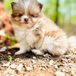 Churro - Chocolate merle male Pomeranian puppy in Buck Valley, Pennsylvania from Buck Valley Pomeranians