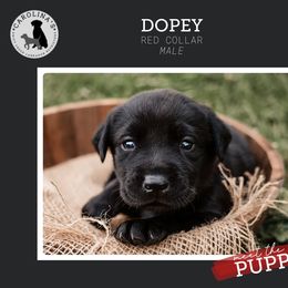 Boy 1 - Black Labrador Retriever puppy in Clayton, North Carolina from Carolina’s Swift Creek Labrador Retrievers