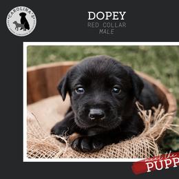 Boy 1 - Black Labrador Retriever puppy in Clayton, North Carolina from Carolina’s Swift Creek Labrador Retrievers