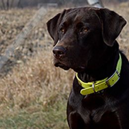 Labrador Retriever All Grown Up from Southfork Retrievers