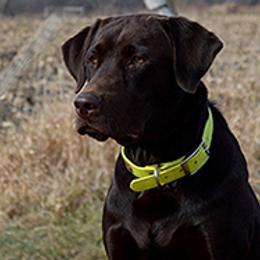 Labrador Retriever All Grown Up from Southfork Retrievers