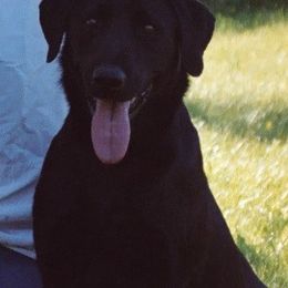 Labrador Retrievers from Redneck Retrievers