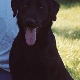 Labrador Retrievers from Redneck Retrievers