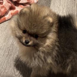 Pomeranian Puppies from Lori’s Precious Poms