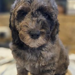 Mario - Phantom male Goldendoodle puppy in Tucson, Arizona from Adored Poodle & Doodles