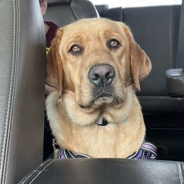 Delta - Labrador Retriever