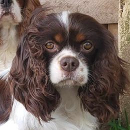 Mudd - Cavalier King Charles Spaniel