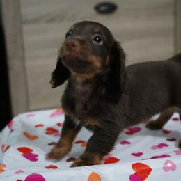 Dachshund Puppies from Johnson’s Weiner Farm