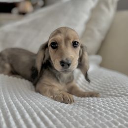 Tahiti 5000 dollars - Cream male Dachshund puppy in Crystal, Michigan from Mare-bella Dachshunds