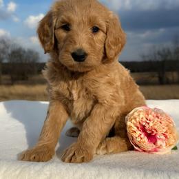 Bijou - Apricot female Goldendoodle puppy in Osage City, Kansas from Golden Ridge Goldens