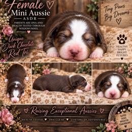 Tackle - Red tri female Miniature Australian Shepherd puppy in Lakeport, California from Akins Aussies/Wild Rose Ranch