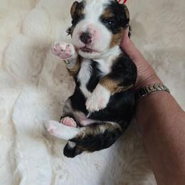 Boy 3 - Tri-color male Bernedoodle puppy in Galt, Missouri from Only Doodles!