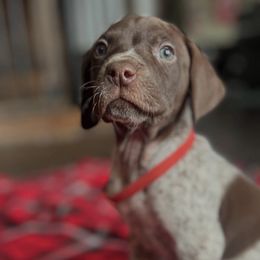 German Shorthaired Pointers and Havanese from Room For One More