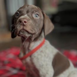 German Shorthaired Pointers and Havanese from Room For One More