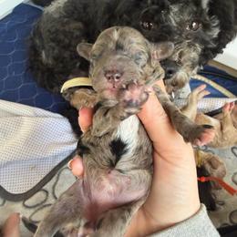 Sage collar - Merle female Goldendoodle puppy in Watertown, New York from True Friend Doodles
