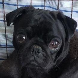 Millie - Pug