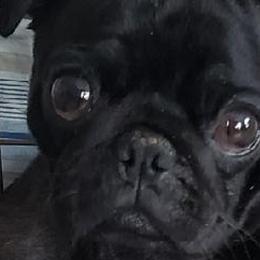 Millie - Pug