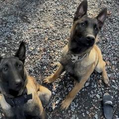 Belgian Malinois, French Bulldogs, and Yorkshire Terriers from ColumbiaK9
